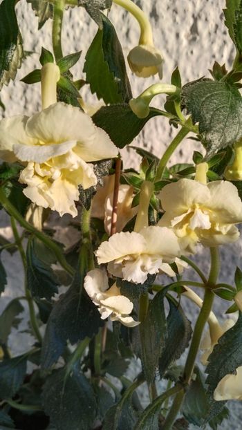  - 2024-Yellow English Rose posibil