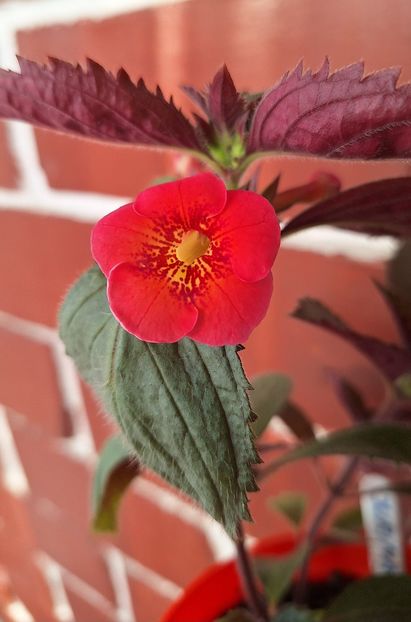 22. BriDs Jurina - 15 Achimenes 2024