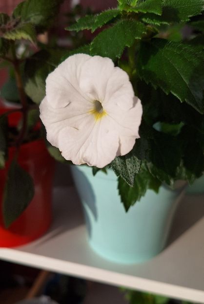 23. White Glory - 15 Achimenes 2024