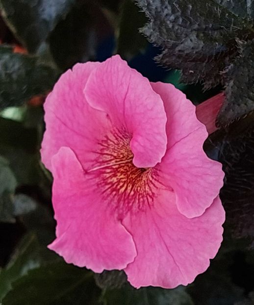  - ARLETA PINK