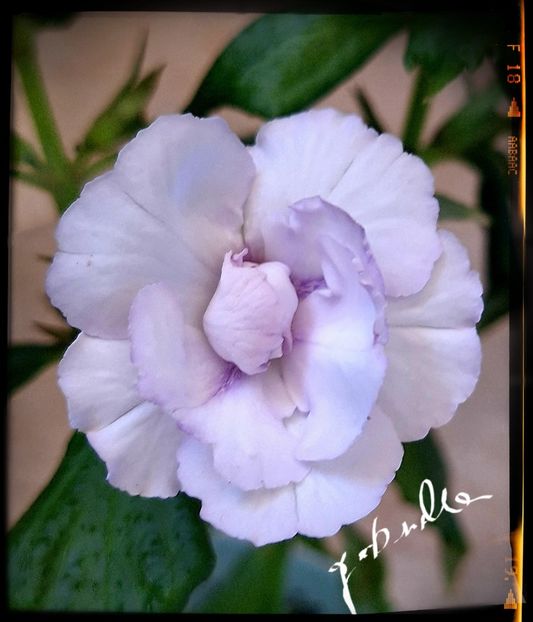 Made in Heaven - Achimenes