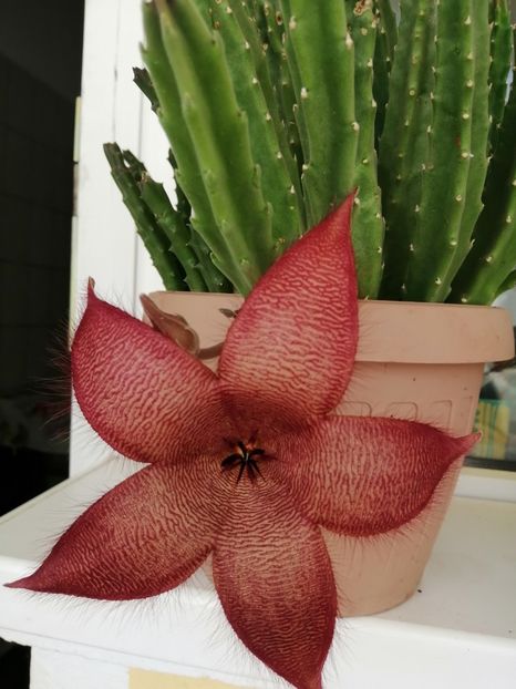  - Stapelia