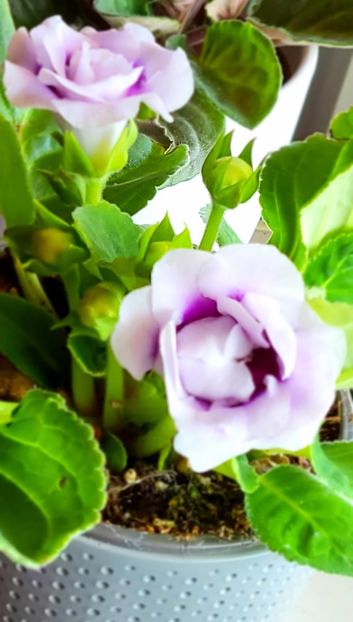 29.06.2024 - Gloxini 2012-2025