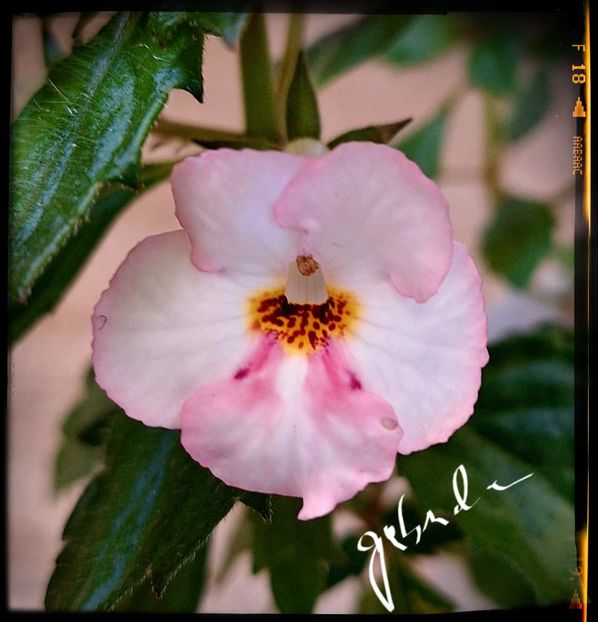 Sun Wind - Achimenes