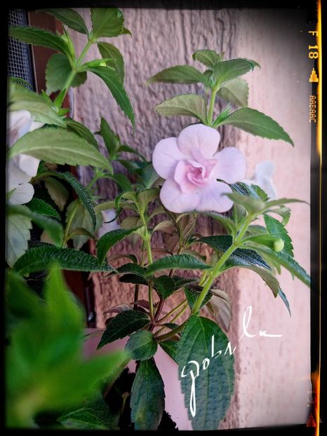  - Double Pink Rose