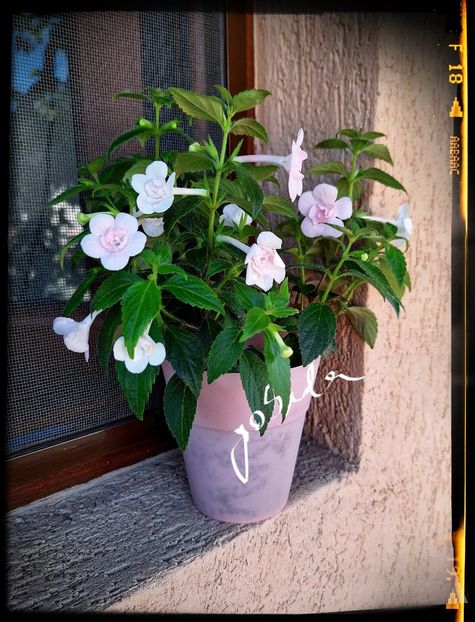  - Double Pink Rose