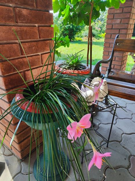  - Gradina si terasa PrimaLuce__11-Hello 2024