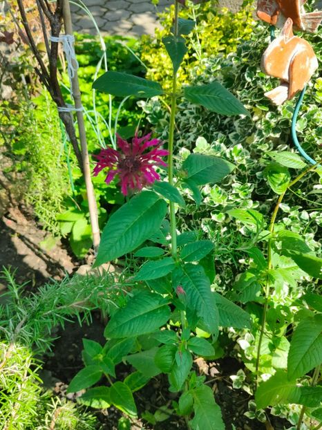 Monarda didyma - Gradina si terasa PrimaLuce__11-Hello 2024