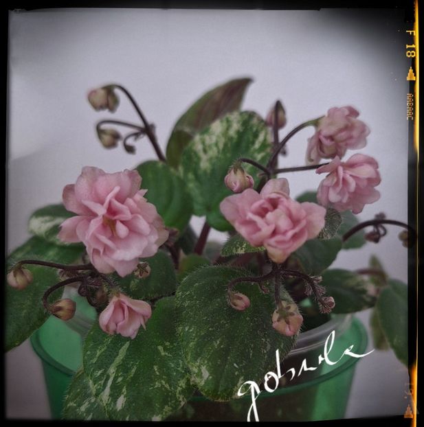  - Edees Rosebud Trail