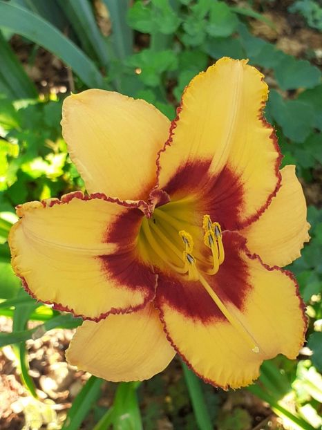  - 0001 HEMEROCALLIS - DELPHINUM