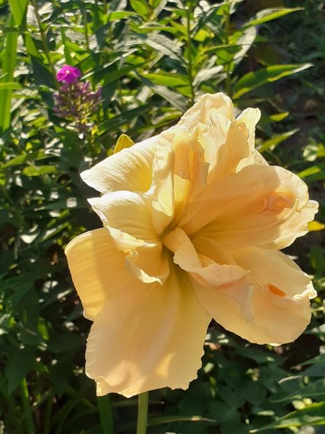  - 0001 HEMEROCALLIS - DELPHINUM