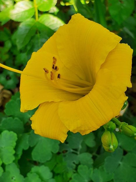  - 0001 HEMEROCALLIS - DELPHINUM