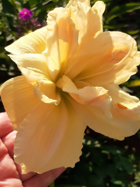  - 0001 HEMEROCALLIS - DELPHINUM