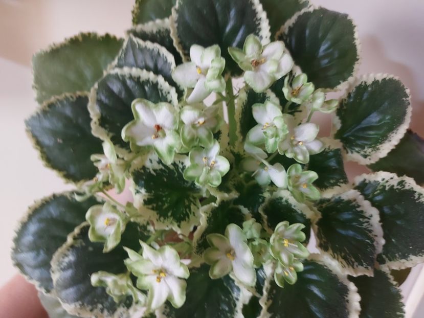  - Violeta Frozen in time