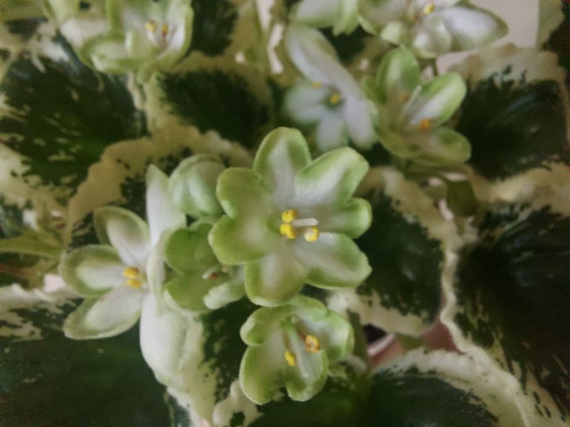  - Violeta Frozen in time