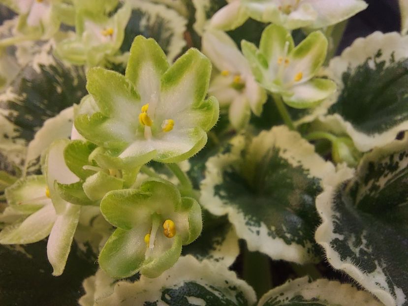  - Violeta Frozen in time