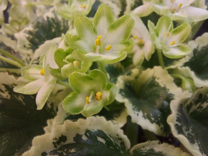  - Violeta Frozen in time