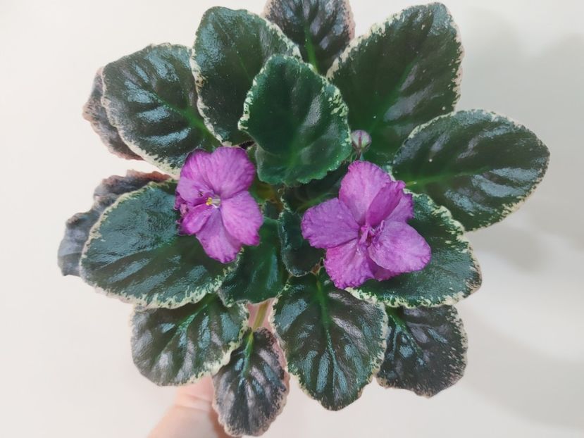  - Violeta Apache Midnight