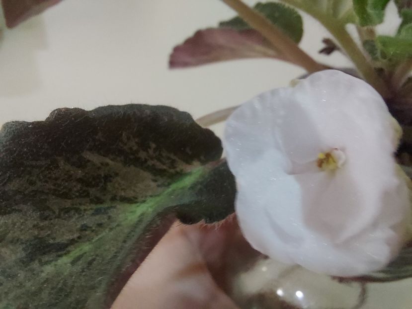  - Violeta SV Gorod Verona