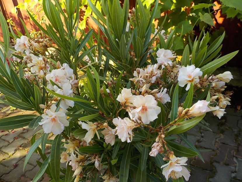  - opalos balerina nr 62