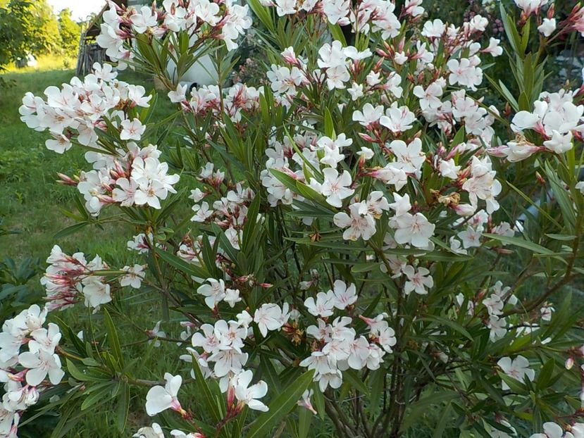  - harriet newding nr45