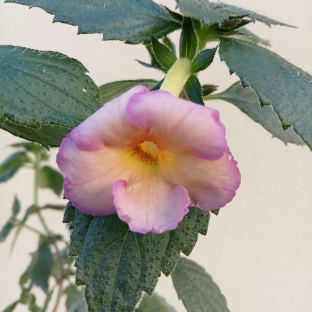 2024 - Yellow English Rose