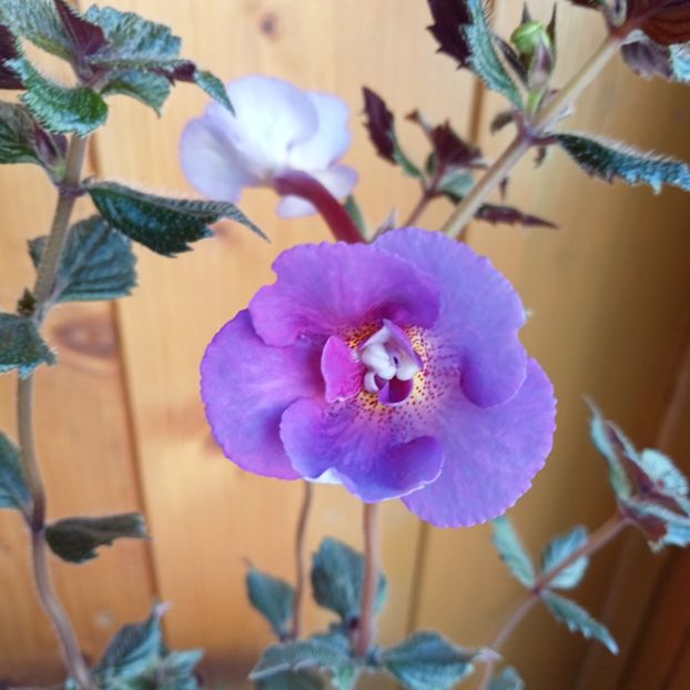 2024 - Purple Mystery