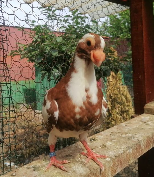 Pui 2024 - Contact 0770110256 Oradea