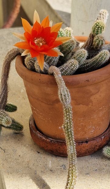  - Chamaecereus silvestrii