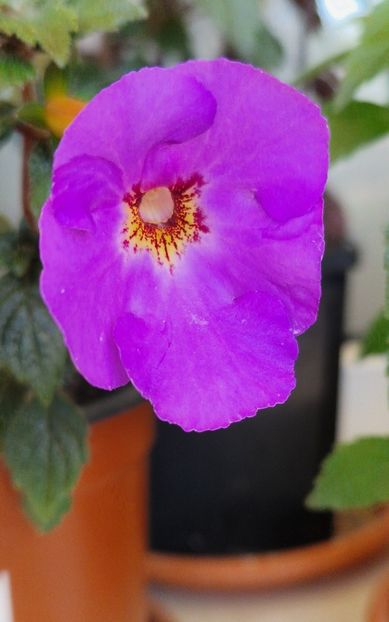 Crowning Day - Achimenes 2024