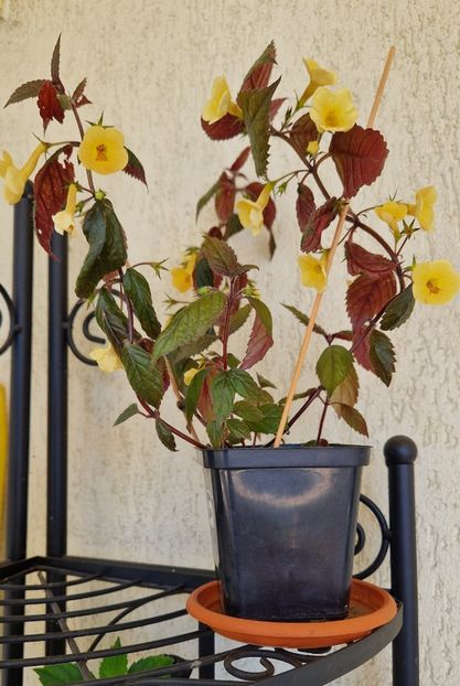  - Yellow Beauty p