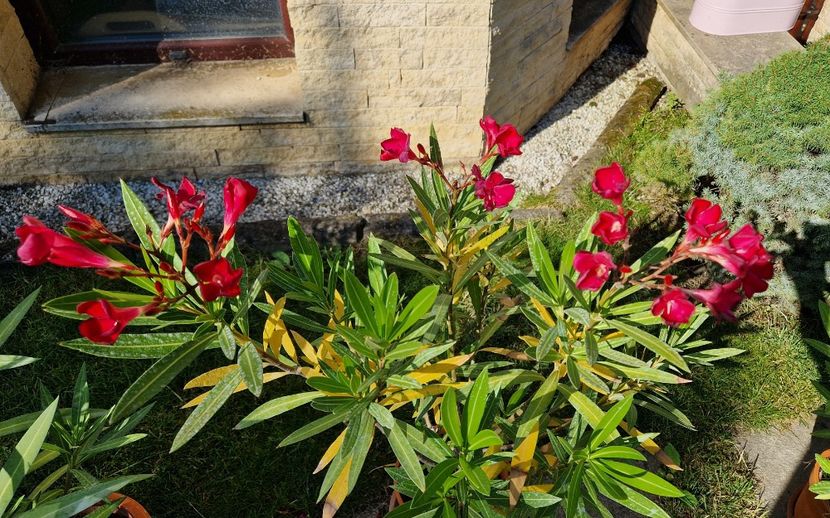 Emile Sahut - Leandri 2024