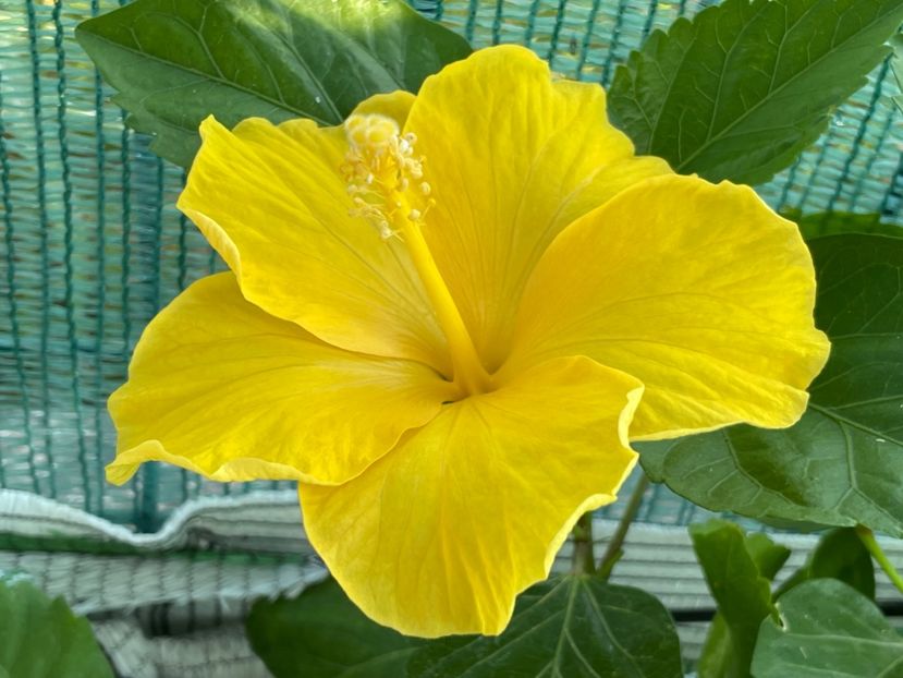  - 001 - Hibiscusi 2024 - 1