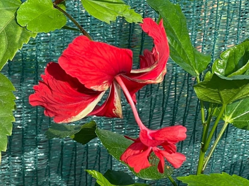  - 001 - Hibiscusi 2024 - 1