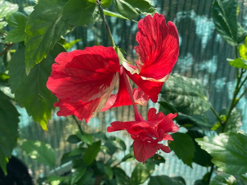  - 001 - Hibiscusi 2024 - 1