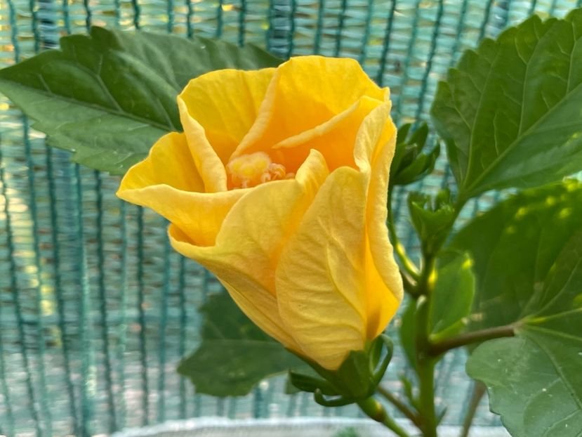  - Clasici - Apricot Dublu și Alb Dublu