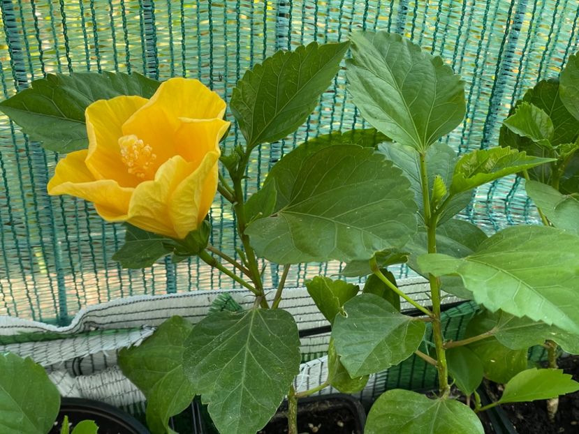  - Clasici - Apricot Dublu și Alb Dublu