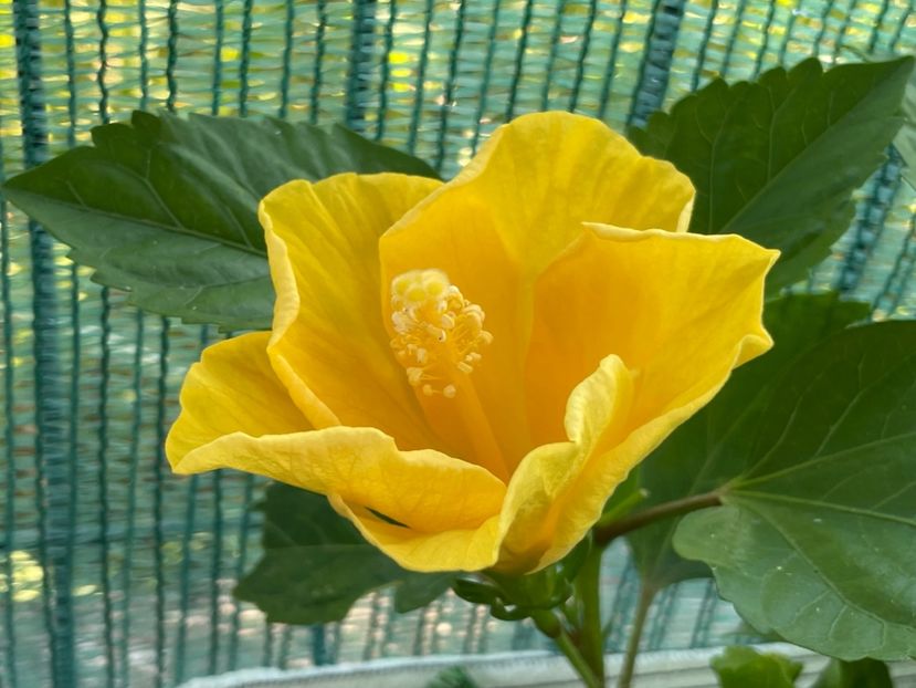  - Clasici - Apricot Dublu și Alb Dublu