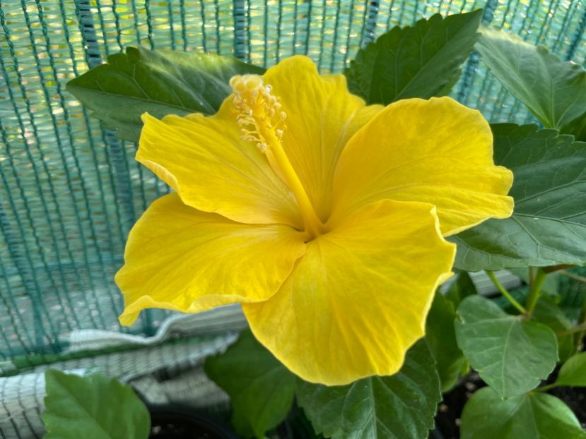  - Clasici - Apricot Dublu și Alb Dublu