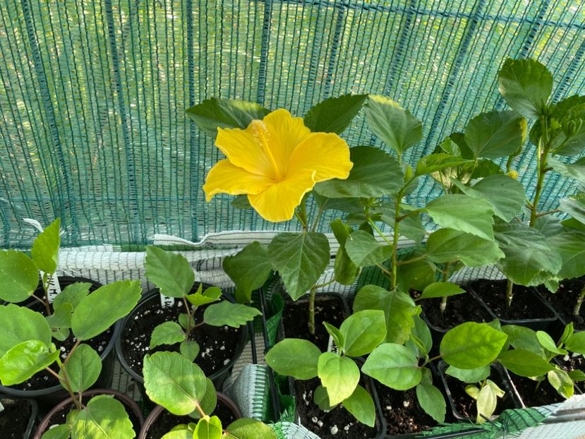  - Clasici - Apricot Dublu și Alb Dublu