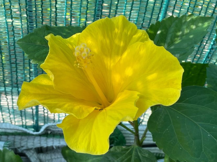  - Clasici - Apricot Dublu și Alb Dublu