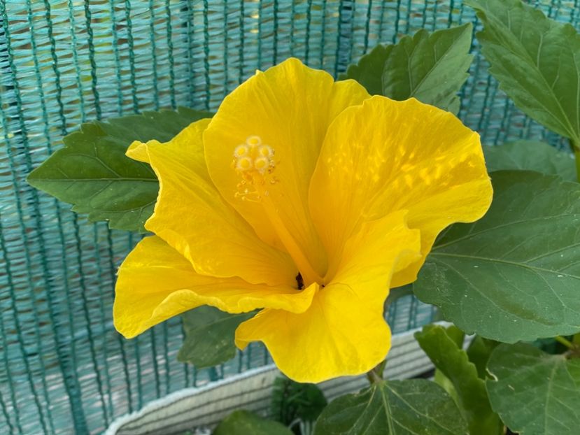  - Clasici - Apricot Dublu și Alb Dublu