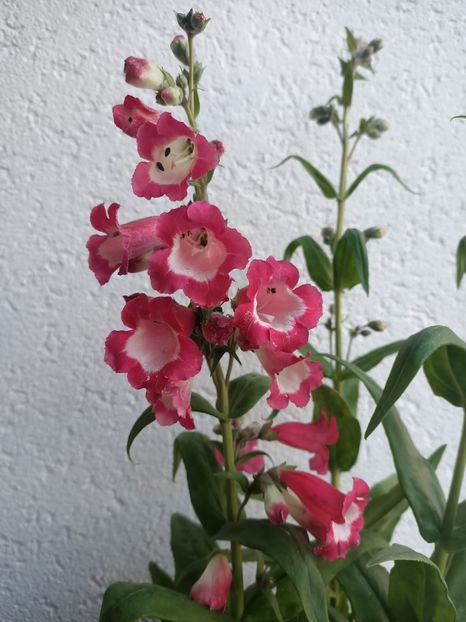 Img.2024.06.25 - Calendarul