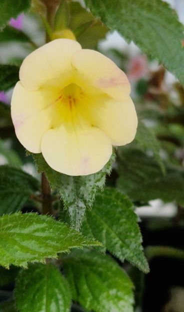 Hymalaian Sunrise - Achimenes 2024