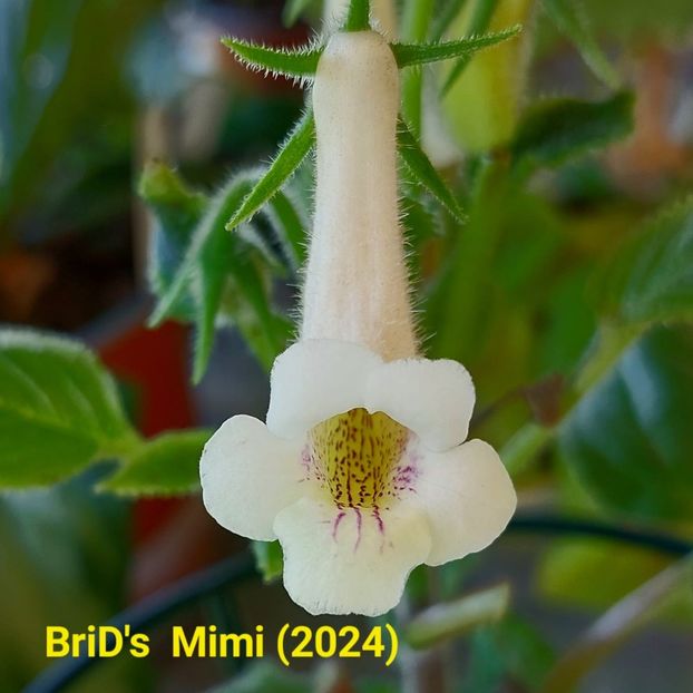 Img.2024.06.24 - Sinningia din semințe hibrizi Dna Dietze 2024