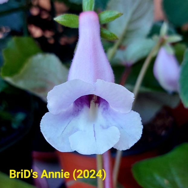 Img.2024.06.28 - Sinningia din semințe hibrizi Dna Dietze 2024