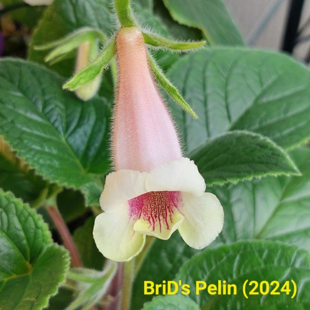 Img.2024.07.01 - Sinningia din semințe hibrizi Dna Dietze 2024