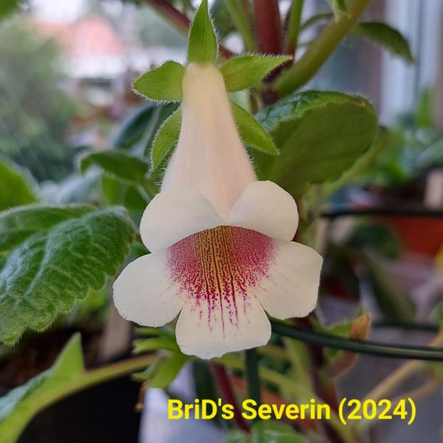 Img.2024.07.01 - Sinningia din semințe hibrizi Dna Dietze 2024