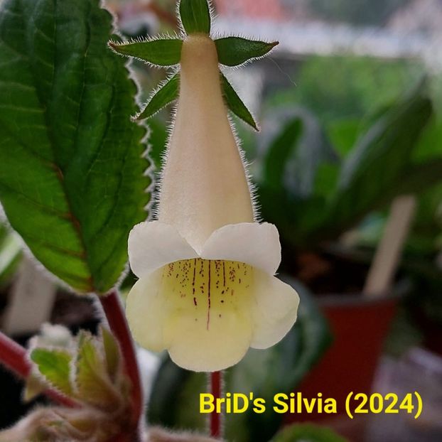 Img.2024.07.01 - Sinningia din semințe hibrizi Dna Dietze 2024