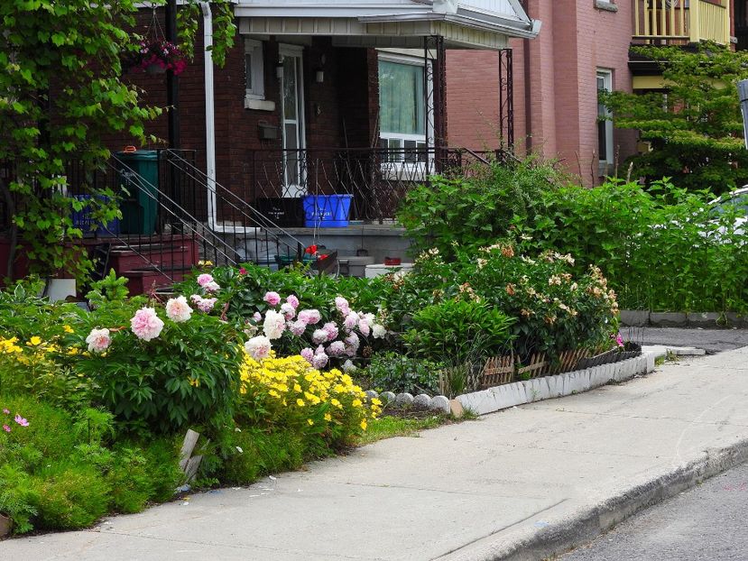Flowers in Little Italy 7 ,Ottawa ON - E - FLOWERS - Flori